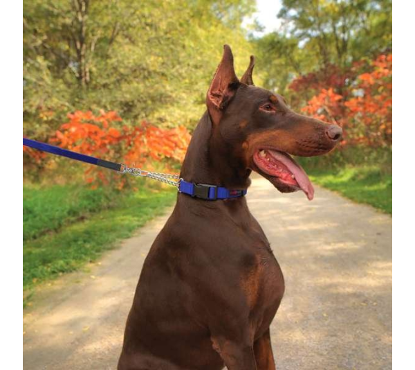 Red - Play Martingale Collar - 12"-16" x 3/4"