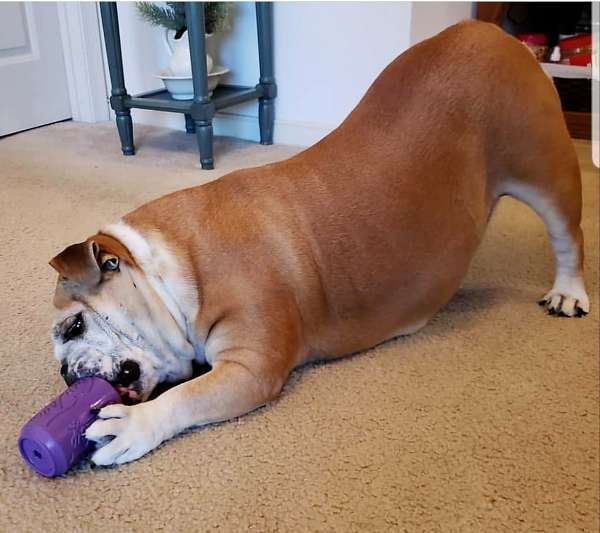 Orange Squeeze - SP Can Toy Durable Rubber Chew Toy & Treat Dispenser  - Small