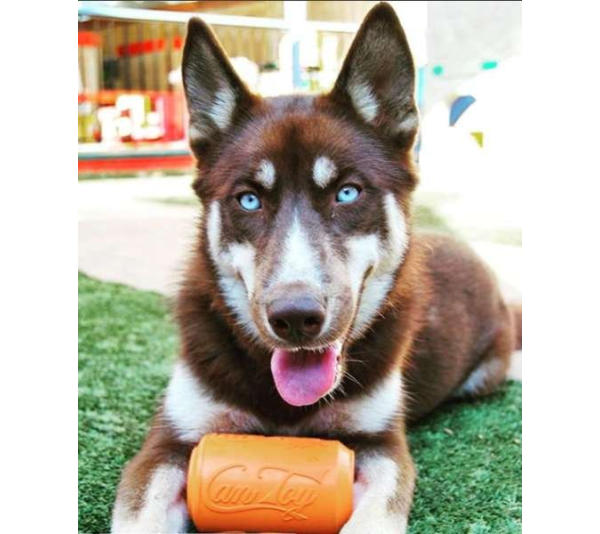 Orange Squeeze - SP Can Toy Durable Rubber Chew Toy & Treat Dispenser  - XL