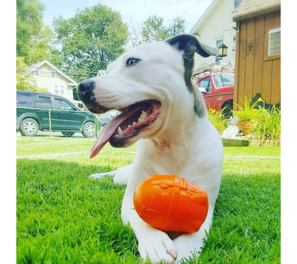 RED - SN Rocketman Durable Rubber Treat Dispenser & Chew Toy - L