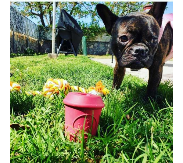 Pink - Coffee Cup Durable Rubber Chew Toy and Treat Dispenser - Medium