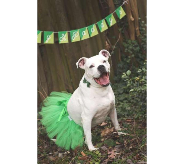 Green - Green Christmas Dog Tutu Skirt (XL) - XL