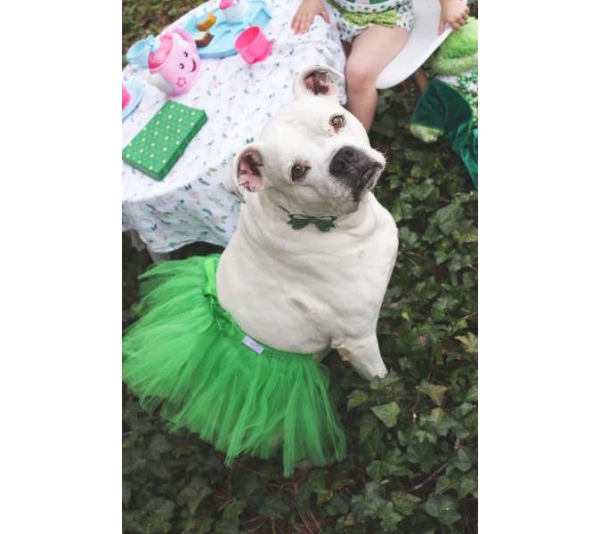 Green - Green Christmas Dog Tutu Skirt (XL) - XL