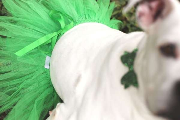 Green - Green Christmas Dog Tutu Skirt (XXL) - XXL
