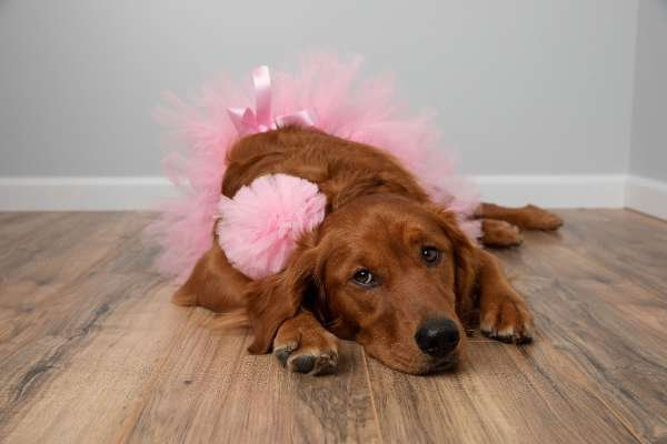 Light Pink - Light Pink Dog Tutu Skirt (Medium) - Medium
