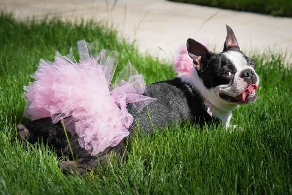 Light Pink - Light Pink Dog Tutu Skirt (Medium) - Medium