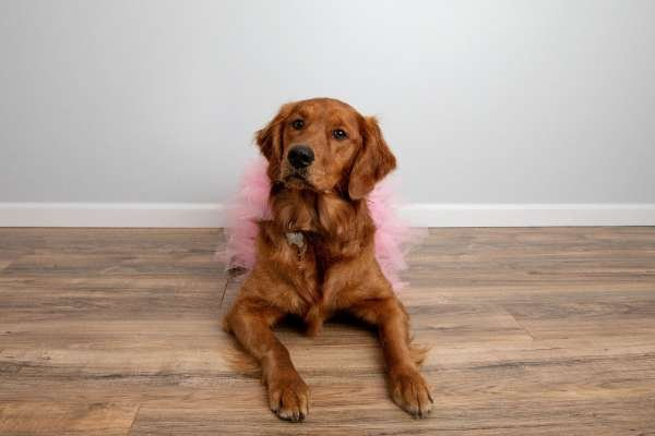 Light Pink - Light Pink Dog Tutu Skirt (Medium) - Medium