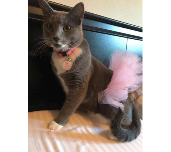 Light Pink - Light Pink Dog Tutu Skirt (Medium) - Medium