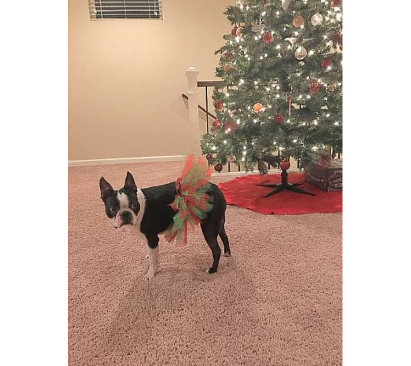 Red/Green - Red and Green Christmas Dog Tutu Skirt (XS) - XS