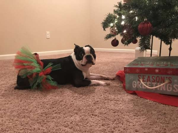 Red/Green - Red and Green Christmas Dog Tutu Skirt (XS) - XS