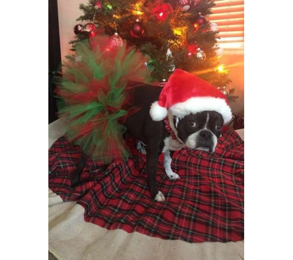 Red/Green - Red and Green Christmas Dog Tutu Skirt (XS) - XS