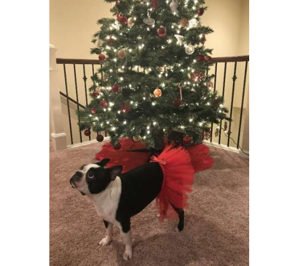 Red - Red Christmas Dog Tutu Skirt (XS) - XS