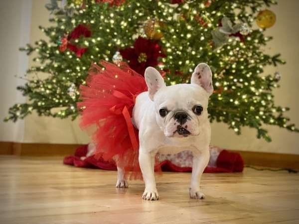 Red - Red Christmas Dog Tutu Skirt (XL) - XL