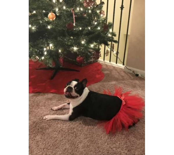 Red - Red Christmas Dog Tutu Skirt (XXXL) - XXXL