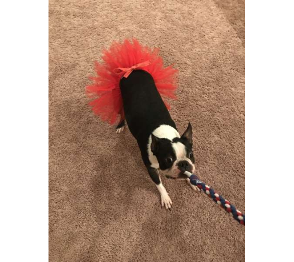 Red - Red Christmas Dog Tutu Skirt (XXXL) - XXXL