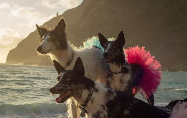 Red - Red Christmas Dog Tutu Skirt (XXXL) - XXXL