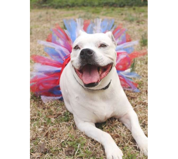 Red/White/Blue - Red/White/Blue 4th Of July Dog Tutu Skirt (XXL) - XXL