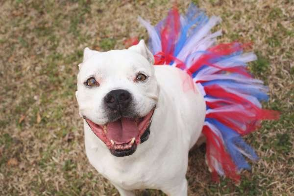 Red/White/Blue - Red/White/Blue 4th Of July Dog Tutu Skirt (XXL) - XXL