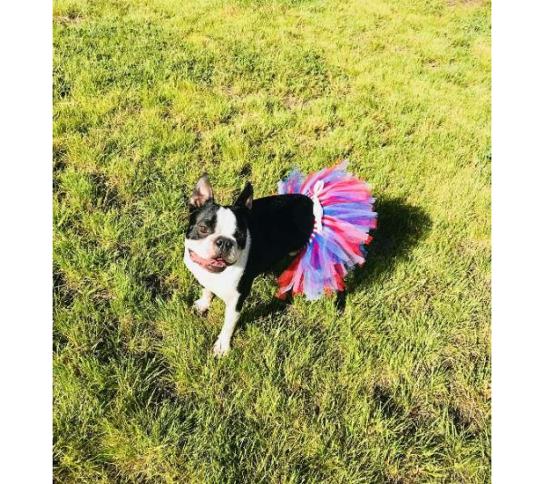 Red/White/Blue - Red/White/Blue 4th Of July Dog Tutu Skirt (XXXL) - XXXL