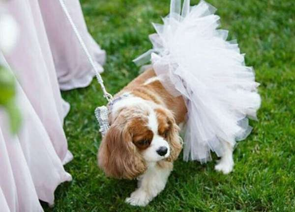White - White Bridal Dog Tutu Skirt (Small) - Small
