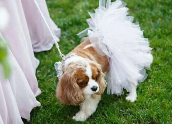 White - White Bridal Dog Tutu Skirt (XL) - XL