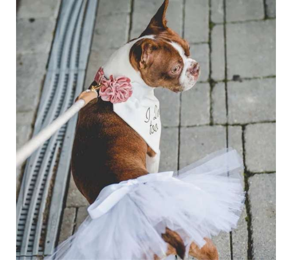 White - White Bridal Dog Tutu Skirt (XL) - XL