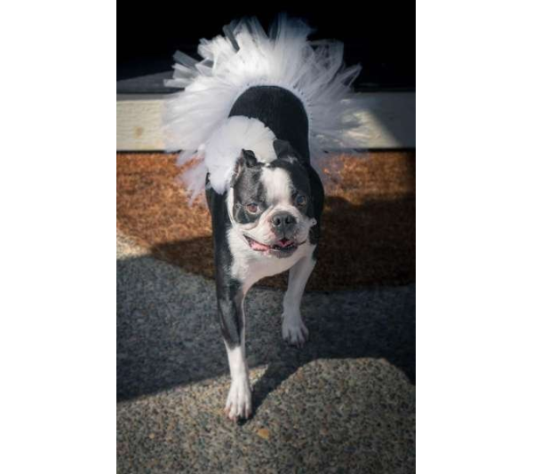 White - White Bridal Dog Tutu Skirt (XXL) - XXL