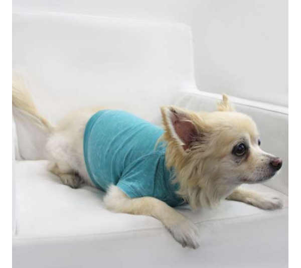 Peacock - Doggy Tee - Medium