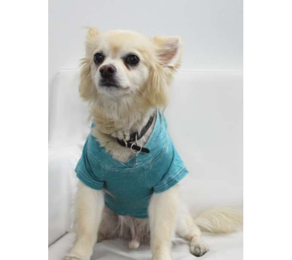 Peacock - Doggy Hoodie - Small