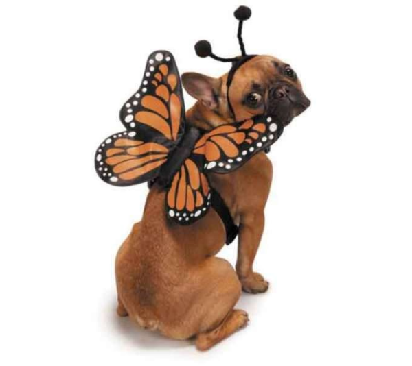 Orange - ZZ Butterfly Glow Harnesses Costume  - Small