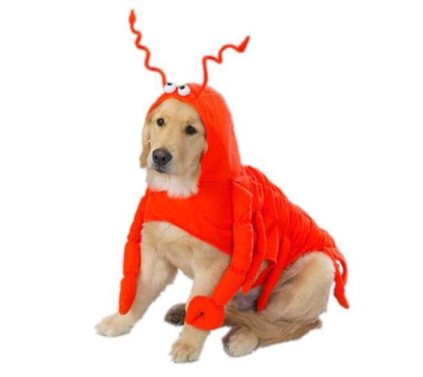 Casual Canine Lobster Paws Costume  - Small