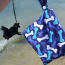 Blue - Blue Bone Yucky Puppy Dog Poop Bag Holders- Standard Size - 6.75x6.25