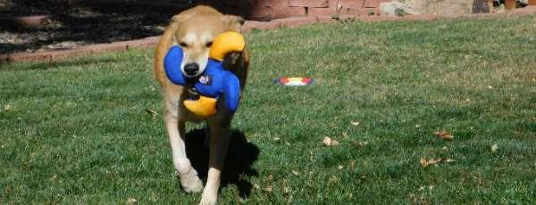 Blue/Yellow - Lucky Dog Star Toy