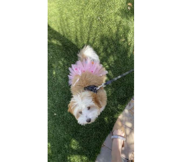 Pink - Pink Pom Pom Dog Tutu Skirt (Medium) - Medium