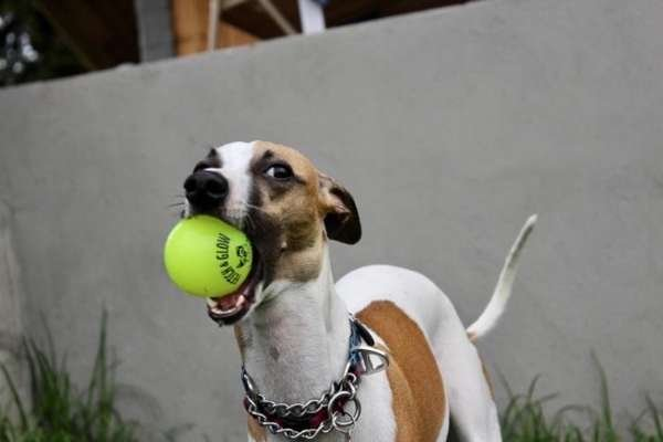 Fetch & Glow Ball - Medium