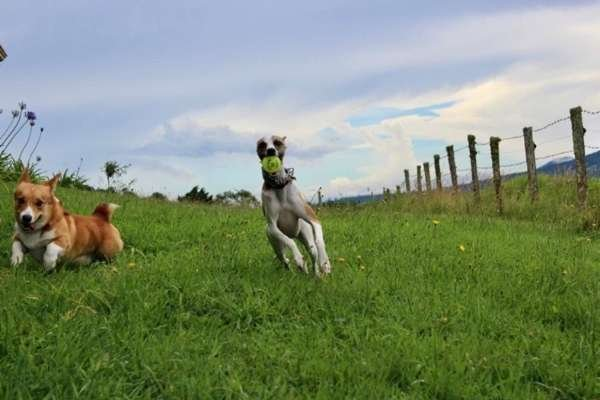 Fetch & Glow Ball - Medium