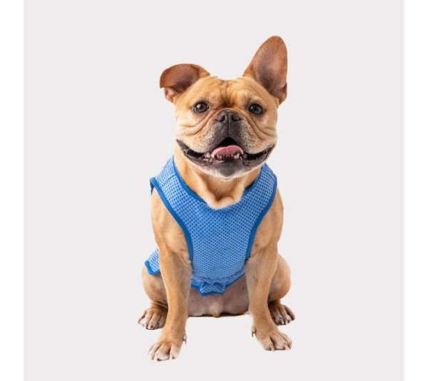Blue - GF Pet ElastoFit Ice Vest - Large
