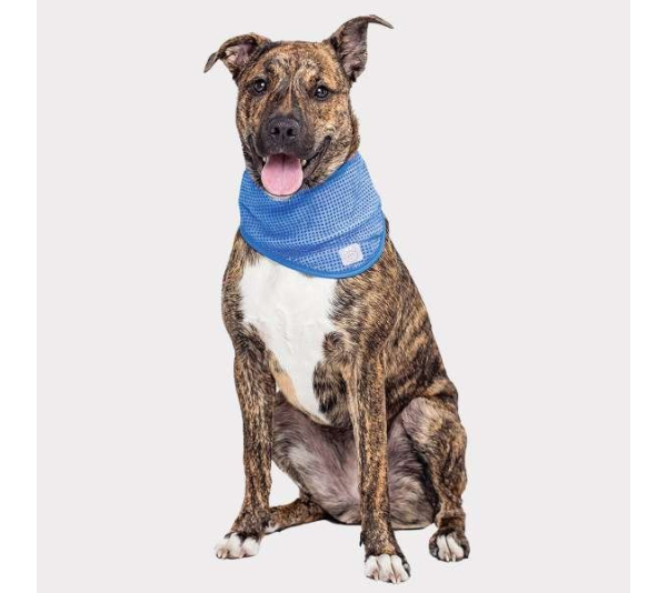 Blue - GF Pet  Ice Band   - Small/Medium