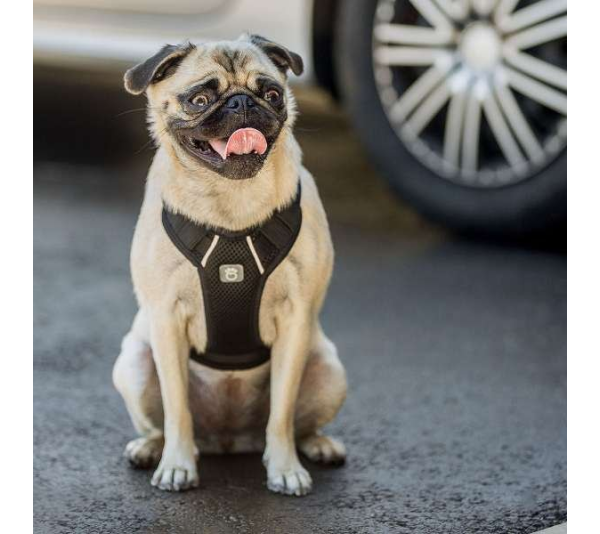 Black - GF Pet  Travel Harness - Small