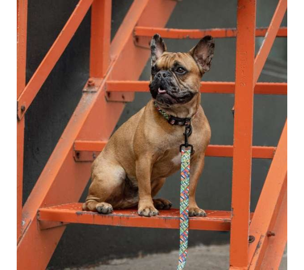 Comic Book - GF Pet  Printed Collar  - XS