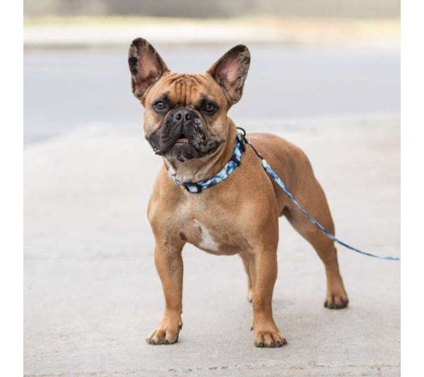 Tie Dye - GF Pet  Printed Collar  - Small