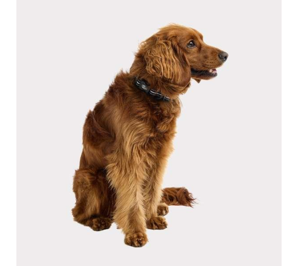 Black - GF Pet  Reflective Collar - Large