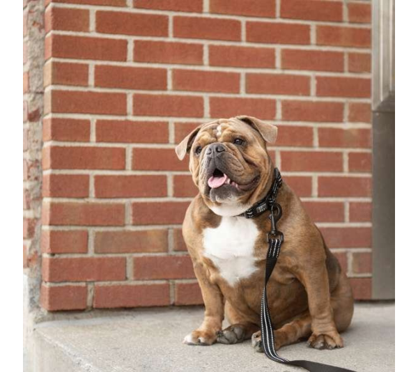 Black - GF Pet  Reflective Collar - XS