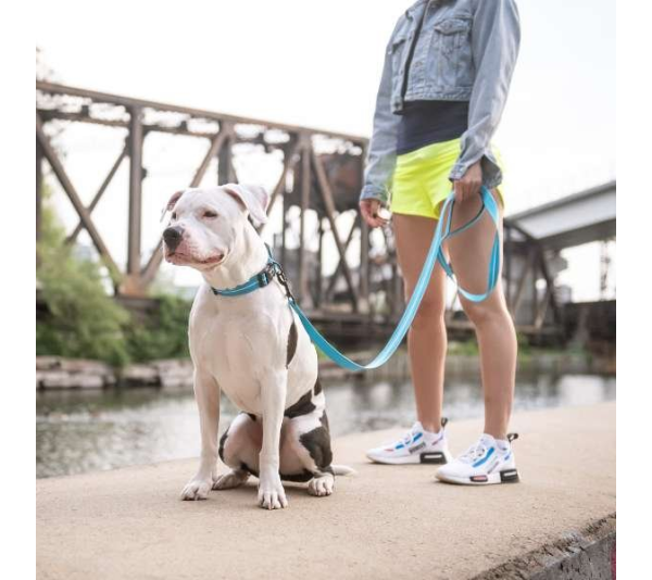 Neon Blue - GF Pet  Reflective Collar - Large-Wide