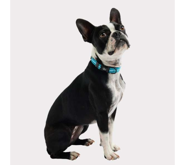 Neon Blue - GF Pet  Reflective Collar - Small