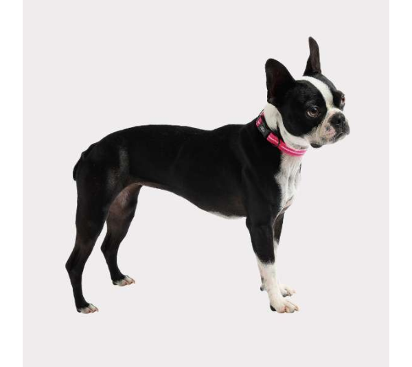 Neon Pink - GF Pet  Reflective Collar - Large