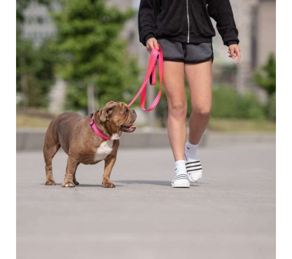Neon Pink - GF Pet  Reflective Collar - Small