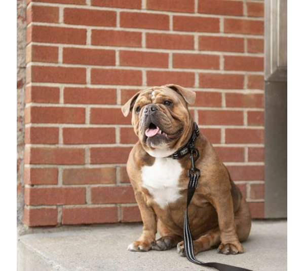 Black - GF Pet  Reflective Leash - XS/Small