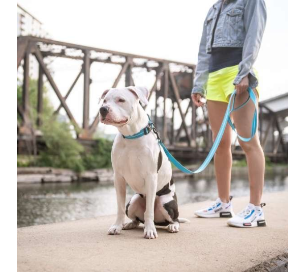 Neon Blue - GF Pet  Reflective Leash - Medium/Large