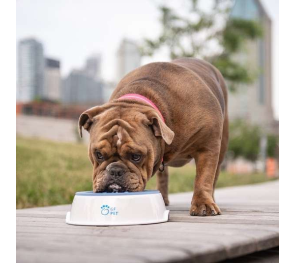 White - GF Pet  Ice Bowl - One Size